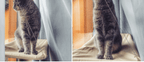 Cat Window Bed - H&A Outlet