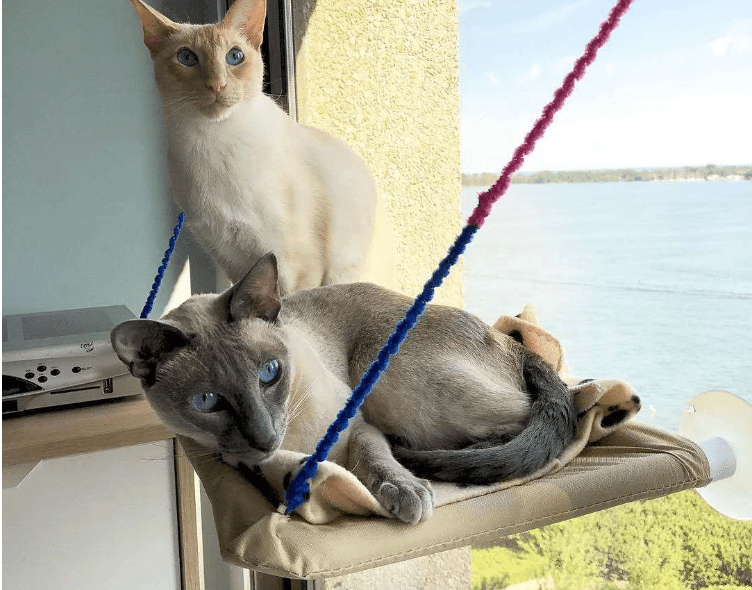 Cat Window Bed - H&A Outlet