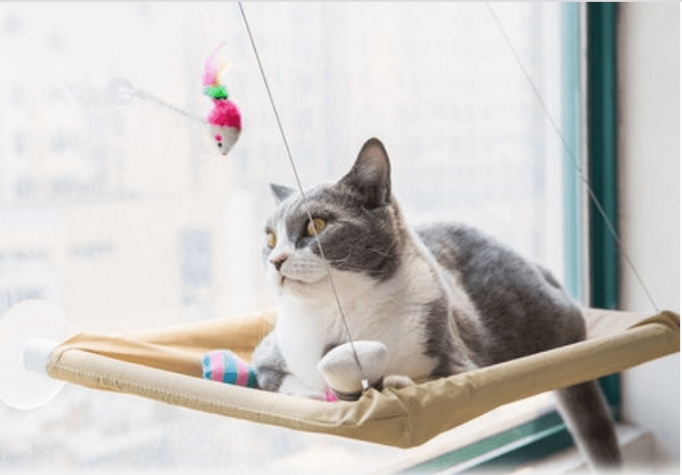 Cat Window Bed - H&A Outlet
